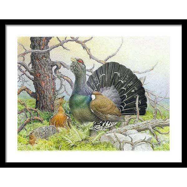 Western Capercaillie - Framed Print | Artwork by Glen Loates