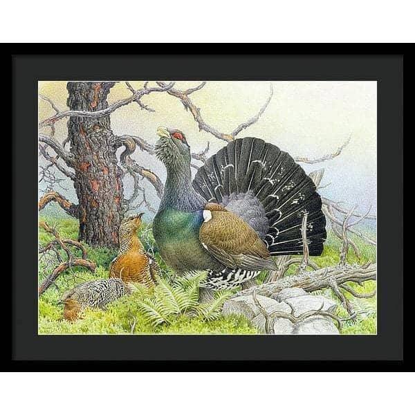 Western Capercaillie - Framed Print | Artwork by Glen Loates