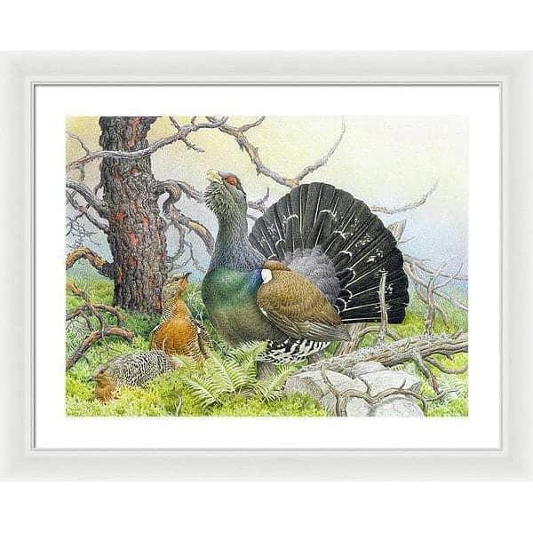 Western Capercaillie - Framed Print | Artwork by Glen Loates