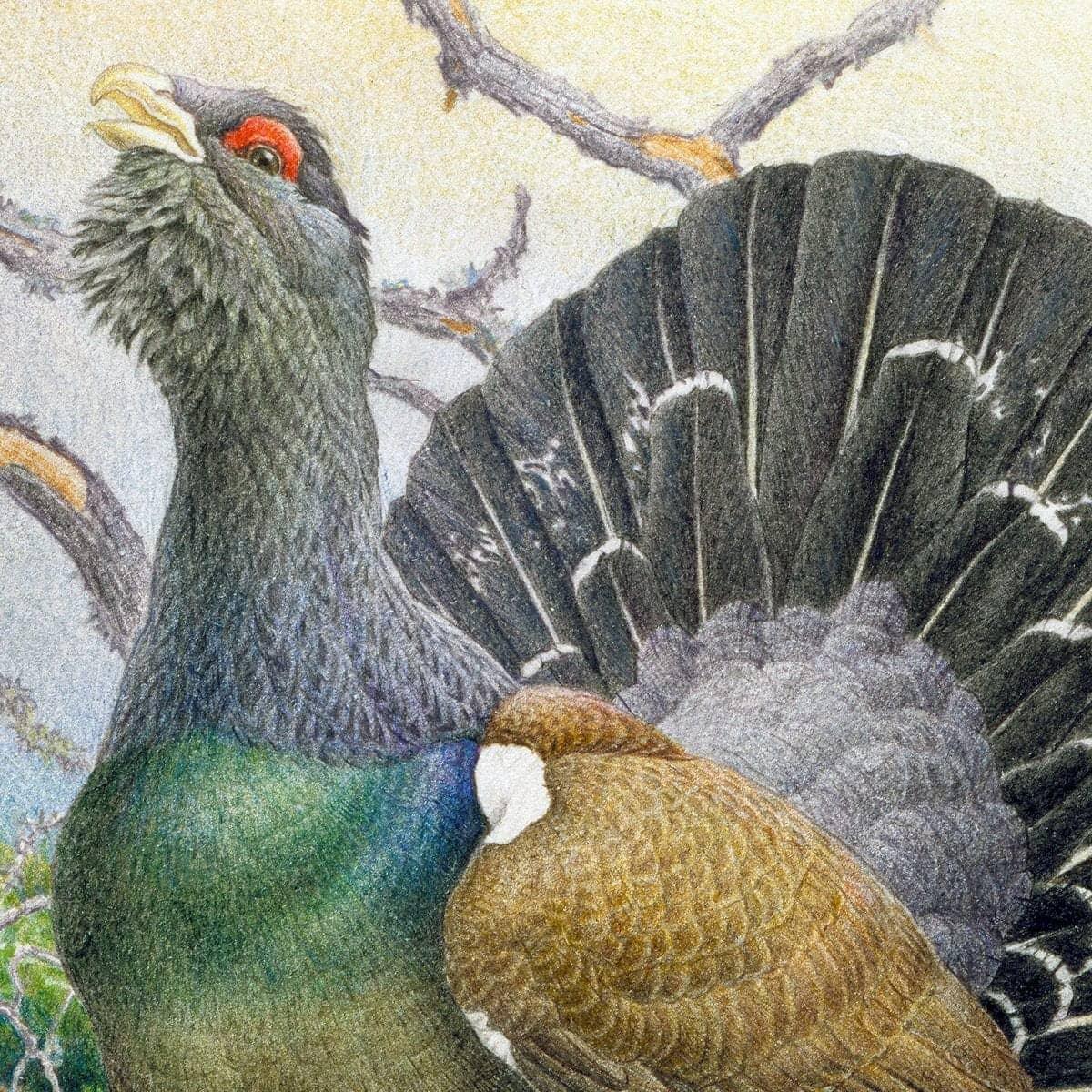 Western Capercaillie - Framed Print | Artwork by Glen Loates