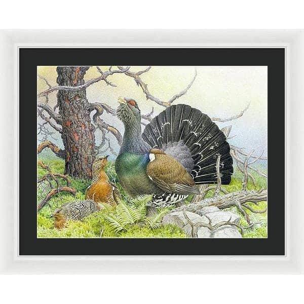 Western Capercaillie - Framed Print | Artwork by Glen Loates