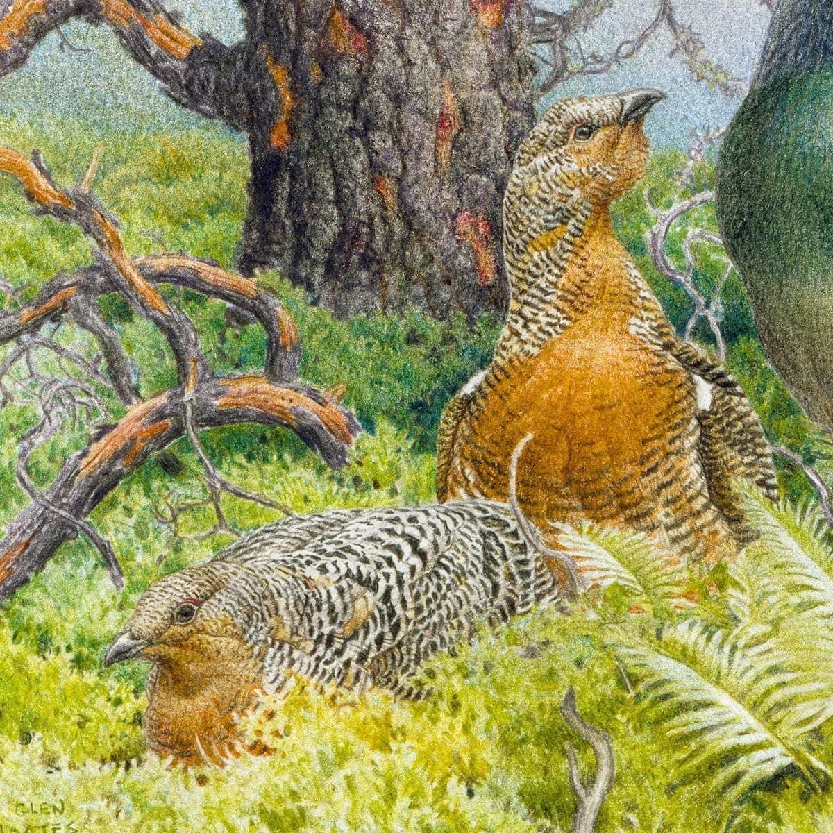 Western Capercaillie - Framed Print | Artwork by Glen Loates