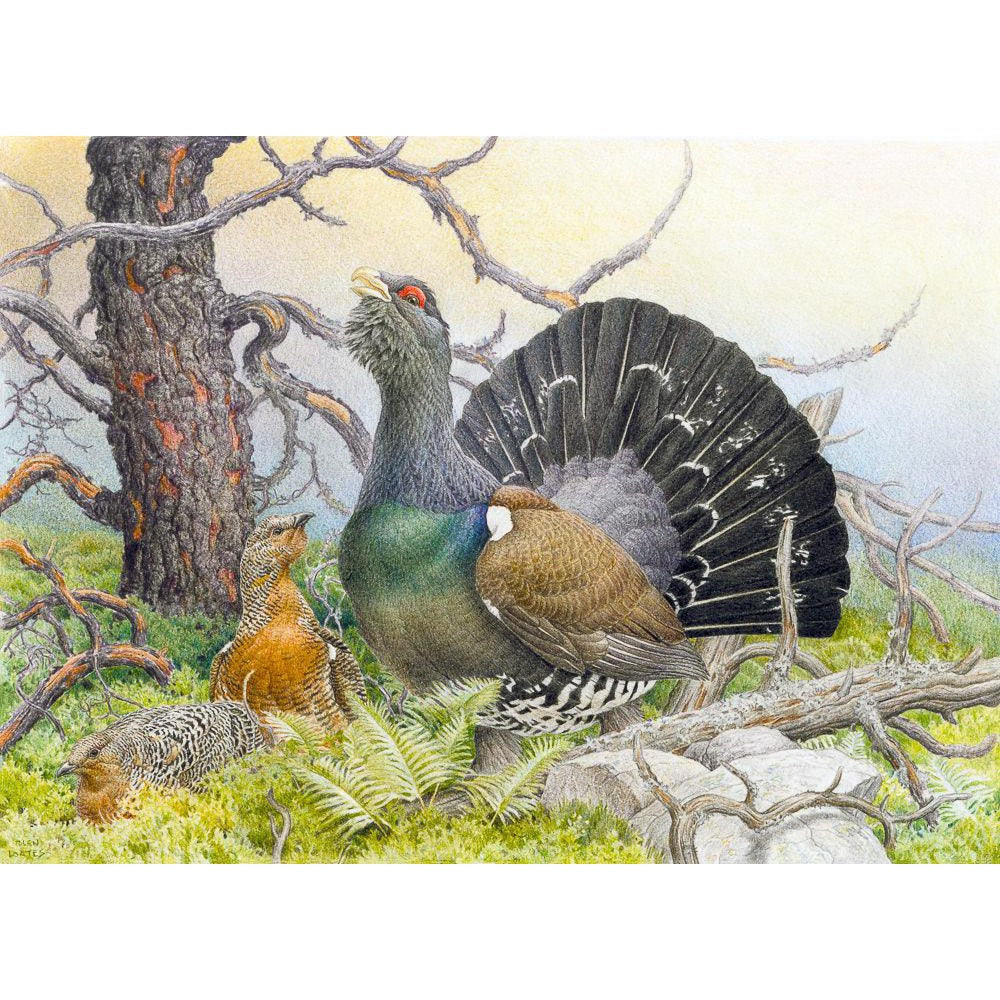 Western Capercaillie - Framed Print | Artwork by Glen Loates