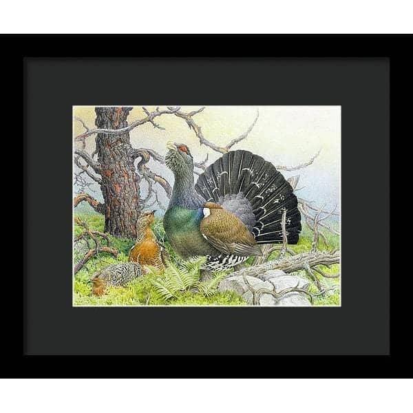 Western Capercaillie - Framed Print | Artwork by Glen Loates