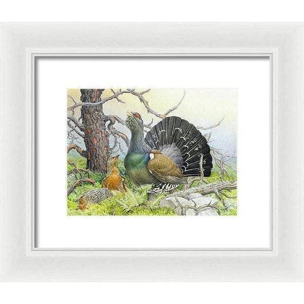Western Capercaillie - Framed Print | Artwork by Glen Loates