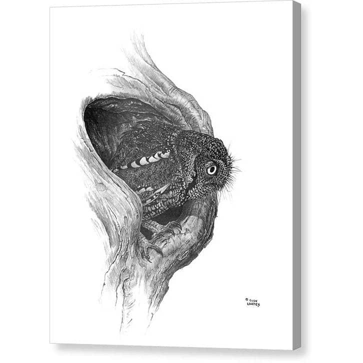 Whiskered Owl - Canvas Print | Artwork by Glen Loates