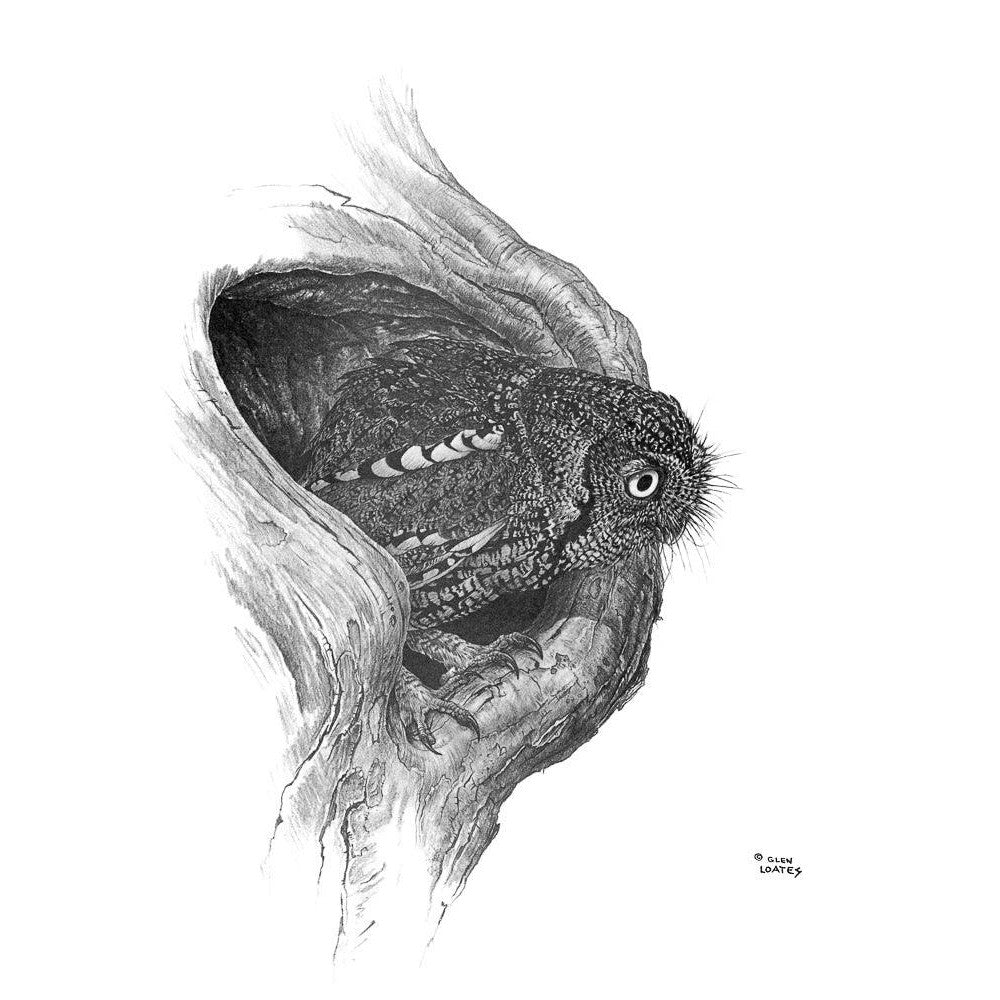 Whiskered Owl - Canvas Print | Artwork by Glen Loates