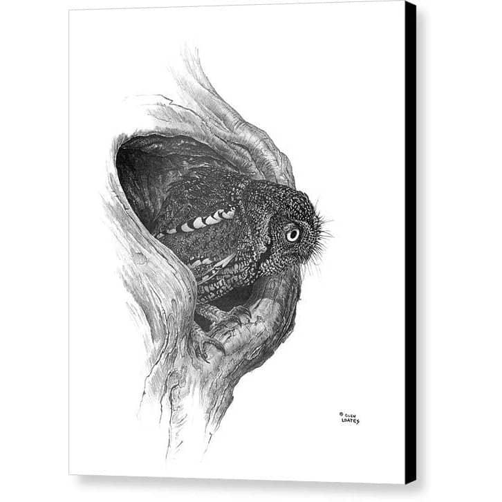 Whiskered Owl - Canvas Print | Artwork by Glen Loates