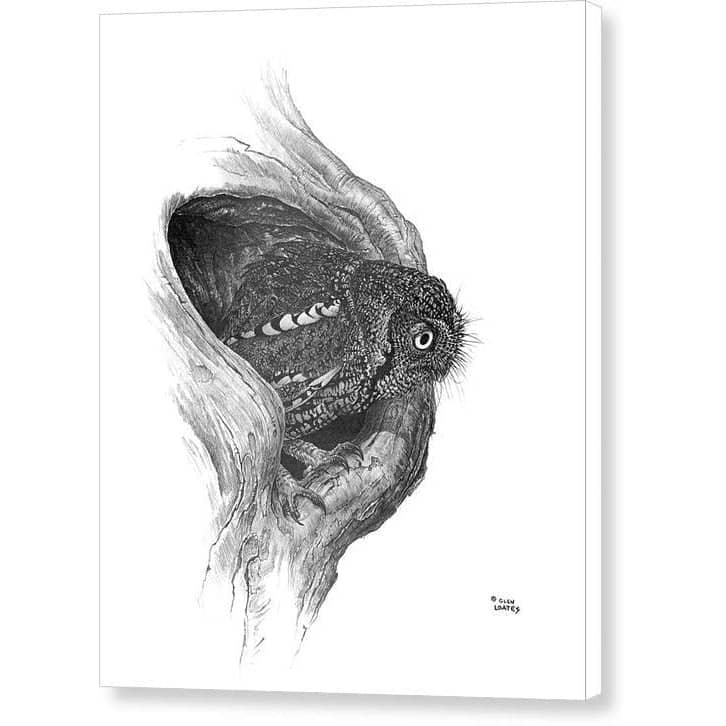 Whiskered Owl - Canvas Print | Artwork by Glen Loates