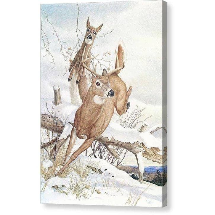White-tailed Deer - Canvas Print | Artwork by Glen Loates