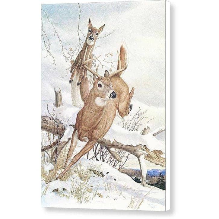 White-tailed Deer - Canvas Print | Artwork by Glen Loates