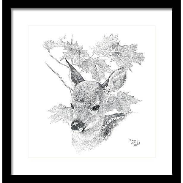 White Tailed Deer Fawn Portrait - Framed Print | Artwork by Glen Loates
