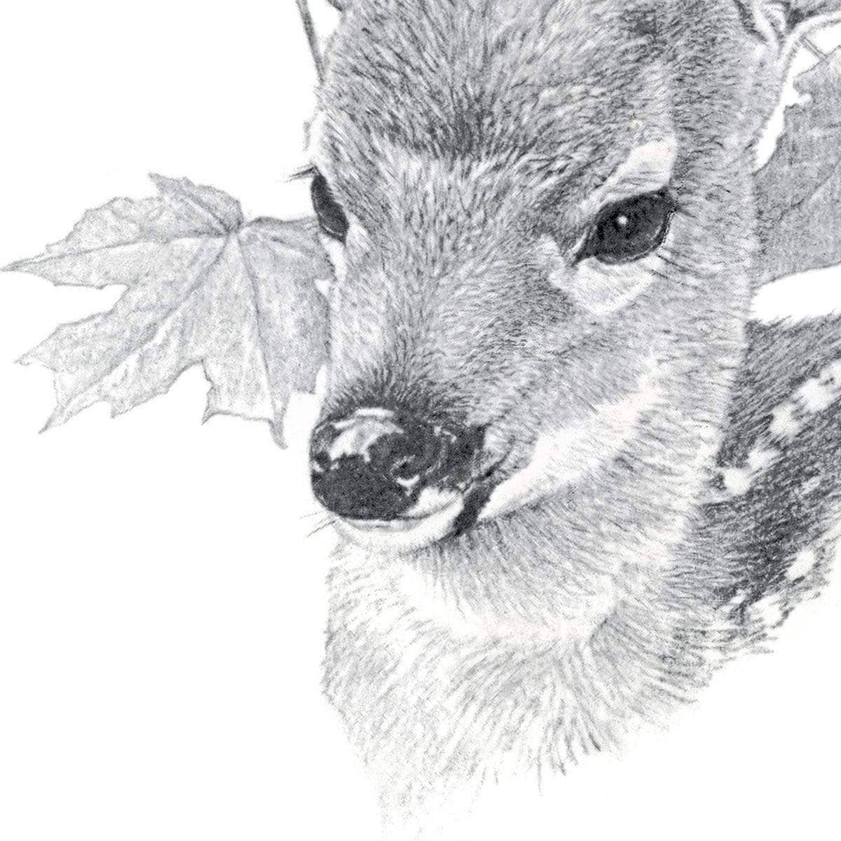 White Tailed Deer Fawn Portrait - Framed Print | Artwork by Glen Loates