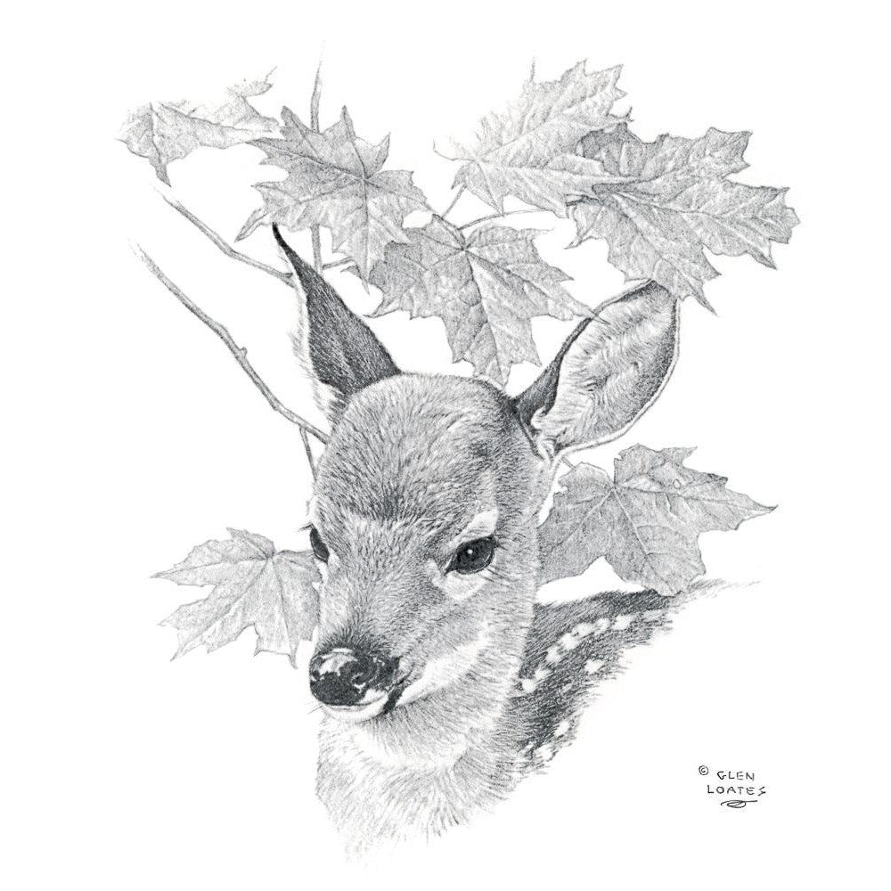 White Tailed Deer Fawn Portrait - Framed Print | Artwork by Glen Loates