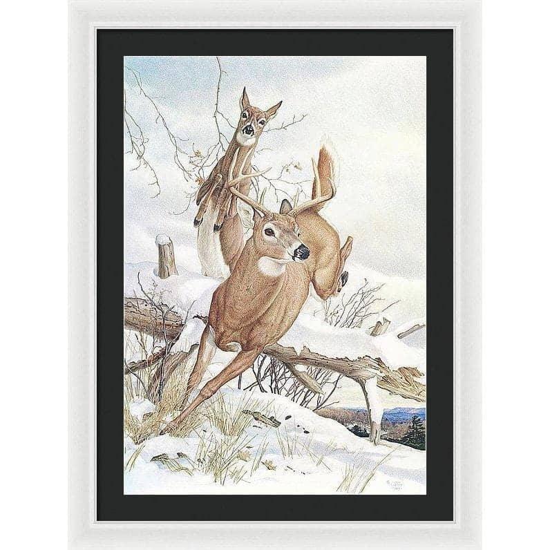 White-tailed Deer - Framed Print | Artwork by Glen Loates