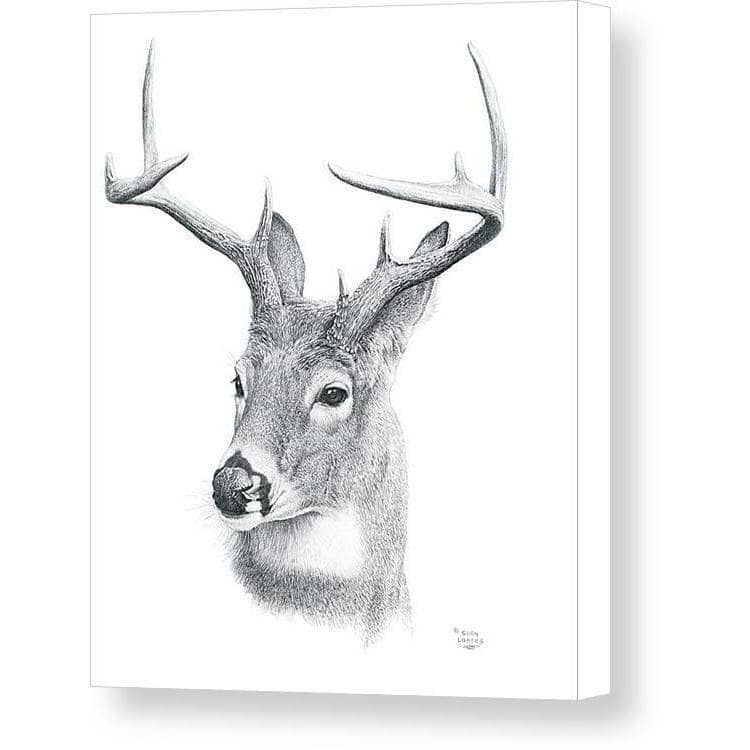 White-tailed Deer Portrait - Canvas Print | Artwork by Glen Loates