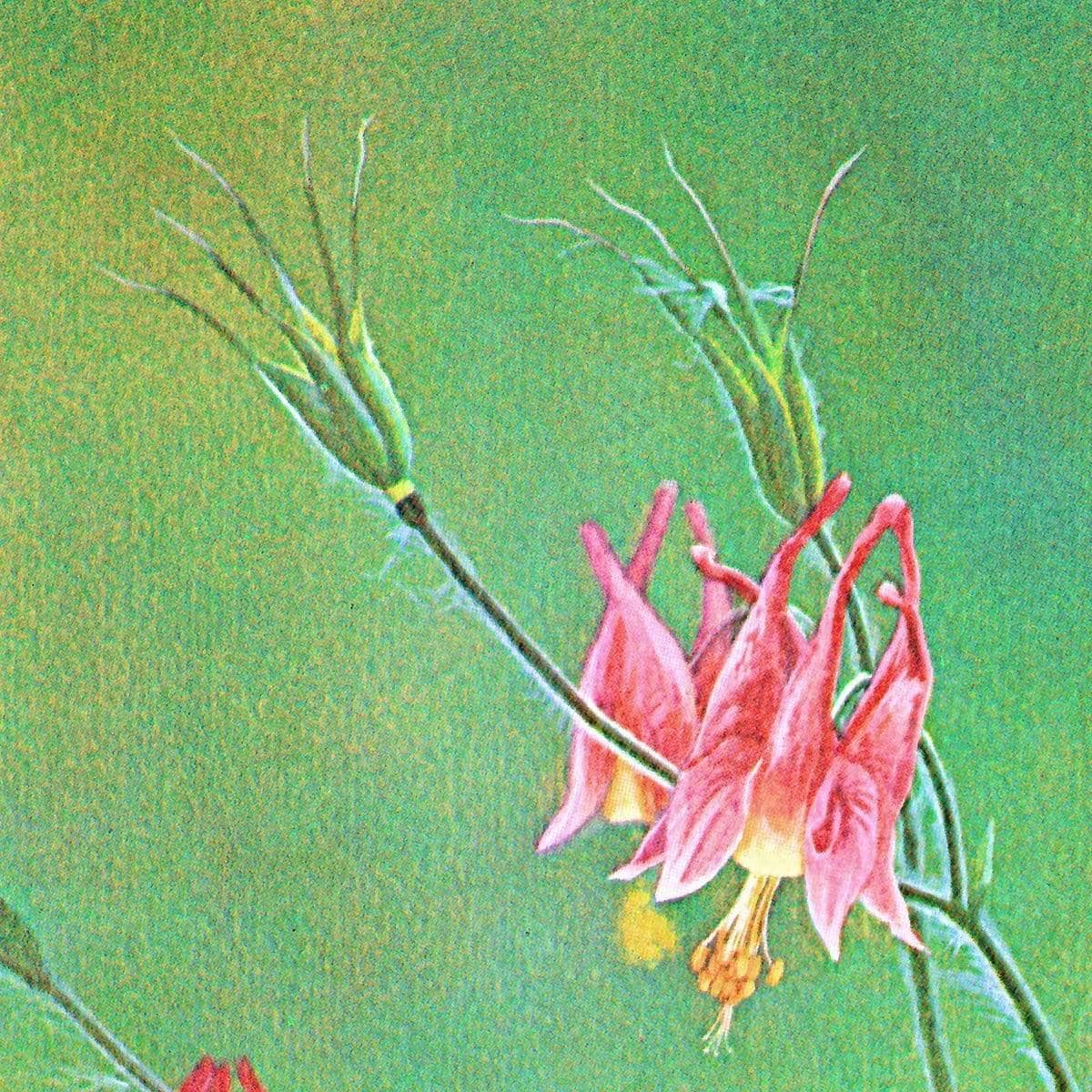 Wild Columbine - Canvas Print | Artwork by Glen Loates