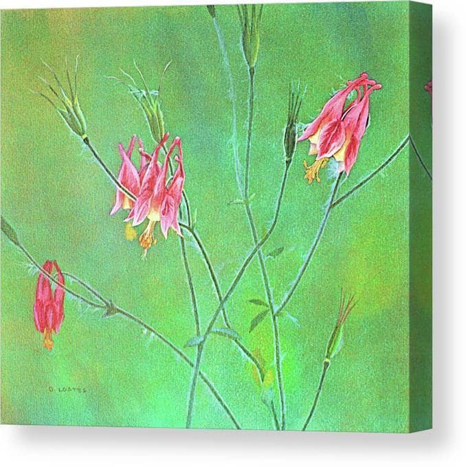 Wild Columbine - Canvas Print | Artwork by Glen Loates