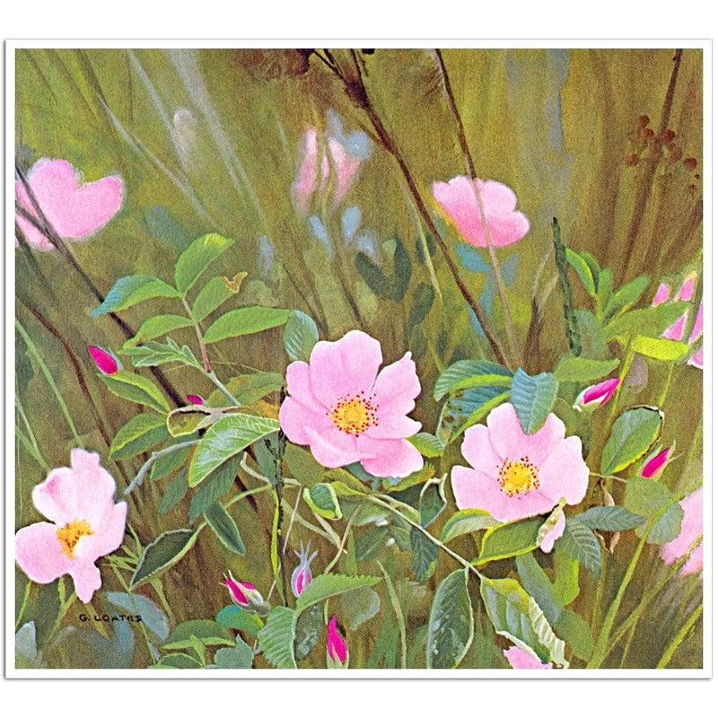 Wild Roses - Art Print | Artwork by Glen Loates