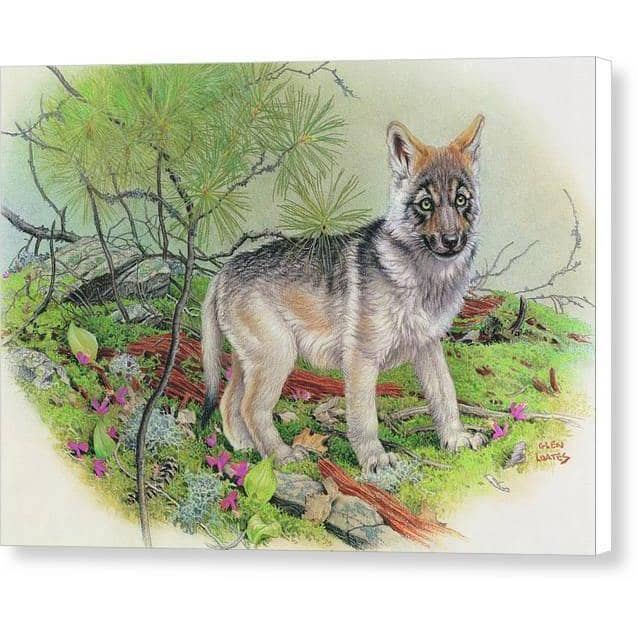 Wolf Pup - Canvas Print | Artwork by Glen Loates