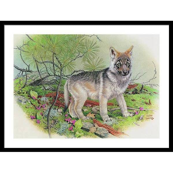 Wolf Pup - Framed Print | Artwork by Glen Loates