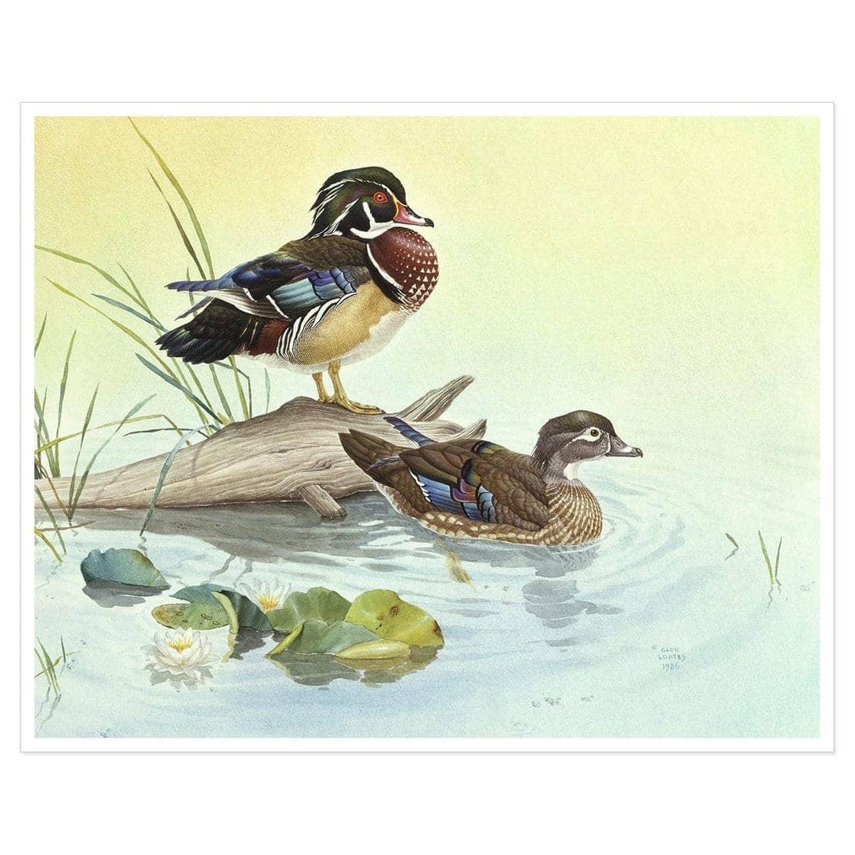 Wood Ducks - Art Print | Artwork by Glen Loates