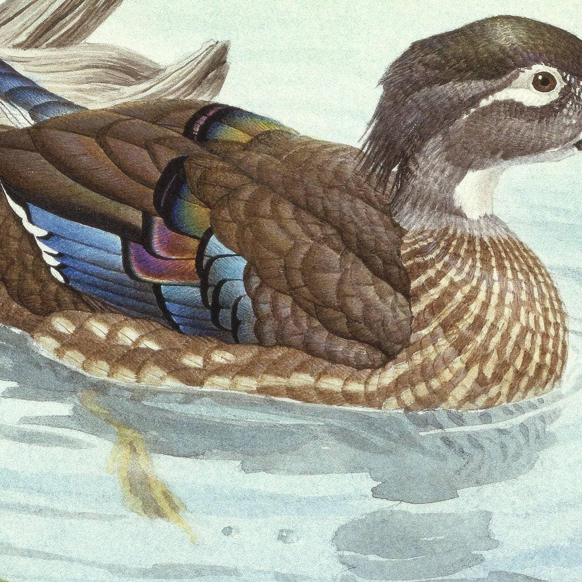 Wood Ducks - Art Print | Artwork by Glen Loates