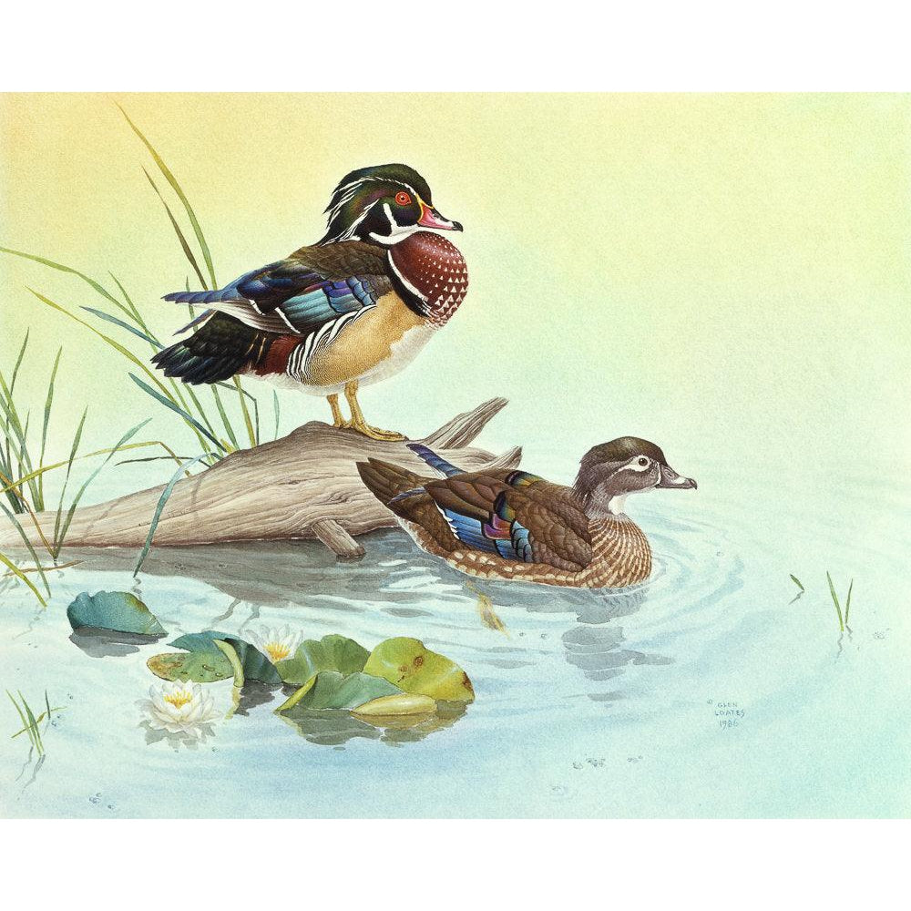 Wood Ducks - Canvas Print | Artwork by Glen Loates