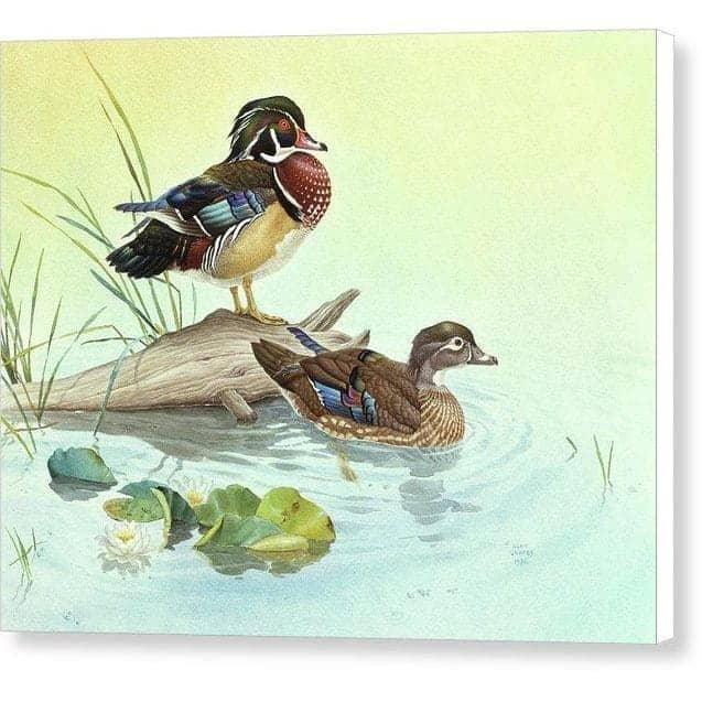 Wood Ducks - Canvas Print | Artwork by Glen Loates