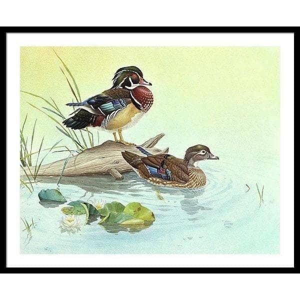 Wood Ducks - Framed Print | Artwork by Glen Loates