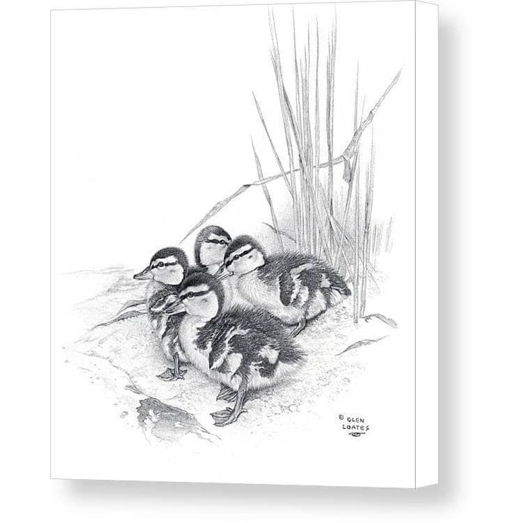 Mallard Ducklings - Canvas Print | Artwork by Glen Loates
