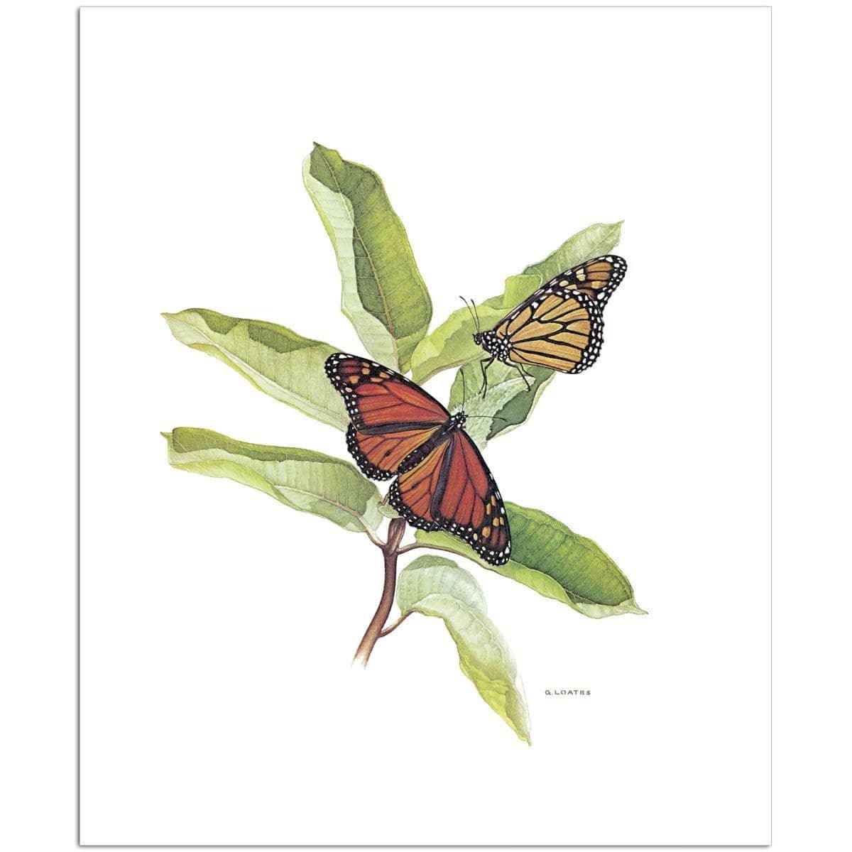 Monarch Butterflies - Art Print | Artwork by Glen Loates