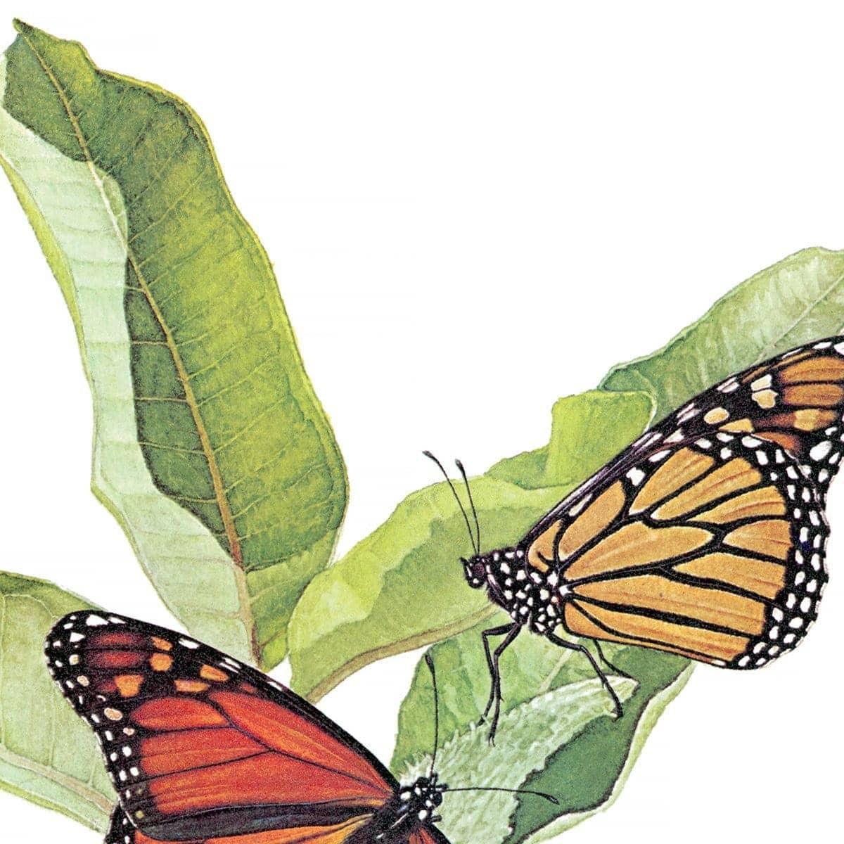 Monarch Butterflies - Canvas Print | Artwork by Glen Loates