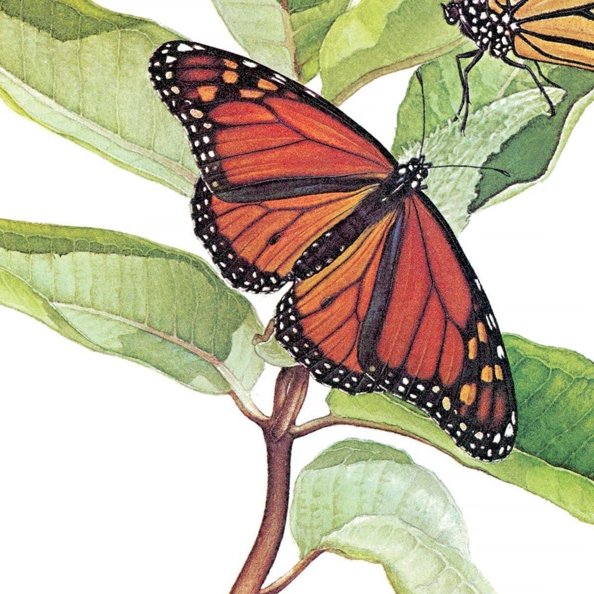 Monarch Butterflies - Framed Print | Artwork by Glen Loates