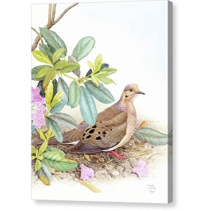Mourning Dove - Canvas Print | Artwork by Glen Loates