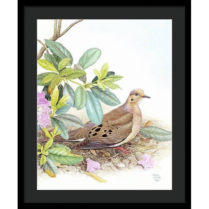 Mourning Dove - Framed Print | Artwork by Glen Loates