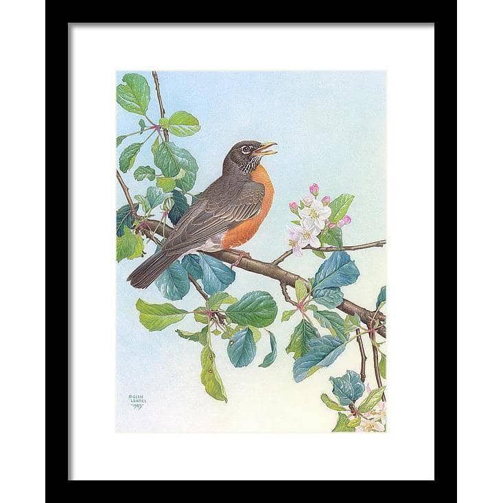 North American Robin with Apple Blossom - Framed Print | Artwork by Glen Loates