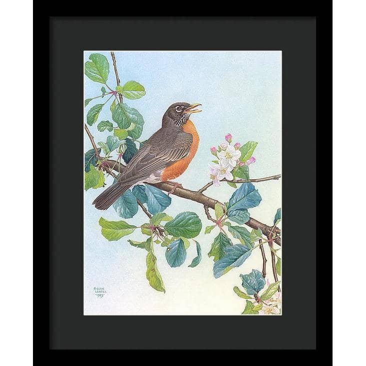 North American Robin with Apple Blossom - Framed Print | Artwork by Glen Loates
