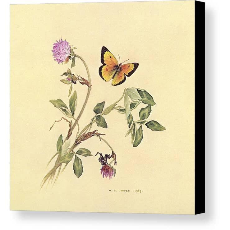 Orange Sulphur Butterfly - Canvas Print | Artwork by Glen Loates