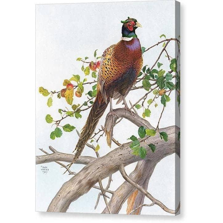 Pheasant in Apple Tree - Canvas Print | Artwork by Glen Loates