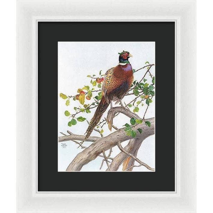Pheasant in Apple Tree - Framed Print | Artwork by Glen Loates