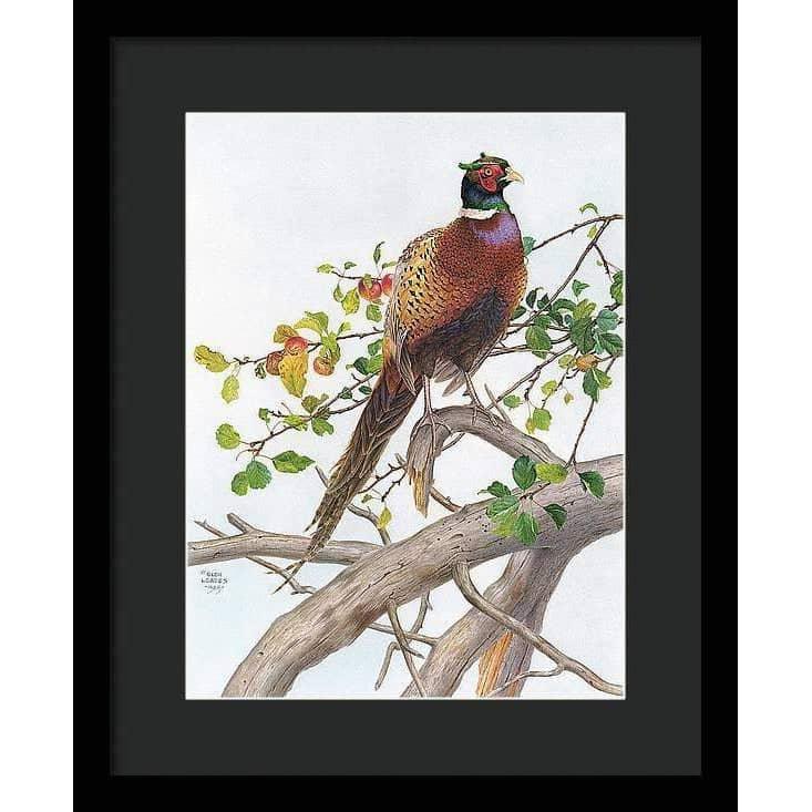 Pheasant in Apple Tree - Framed Print | Artwork by Glen Loates
