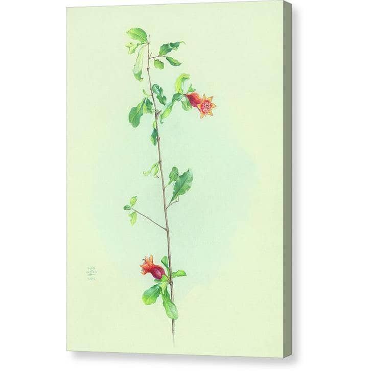Pomegranate - Canvas Print | Artwork by Glen Loates