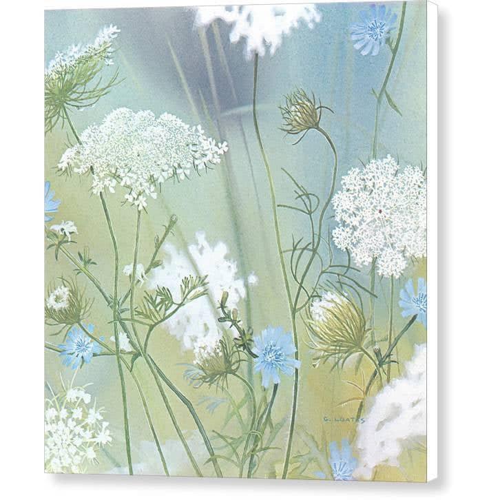 Queen Annes Lace - Canvas Print | Artwork by Glen Loates