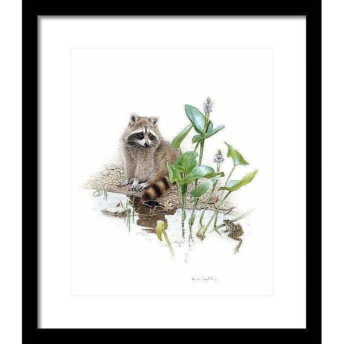 Raccoon Baby - Framed Print | Artwork by Glen Loates