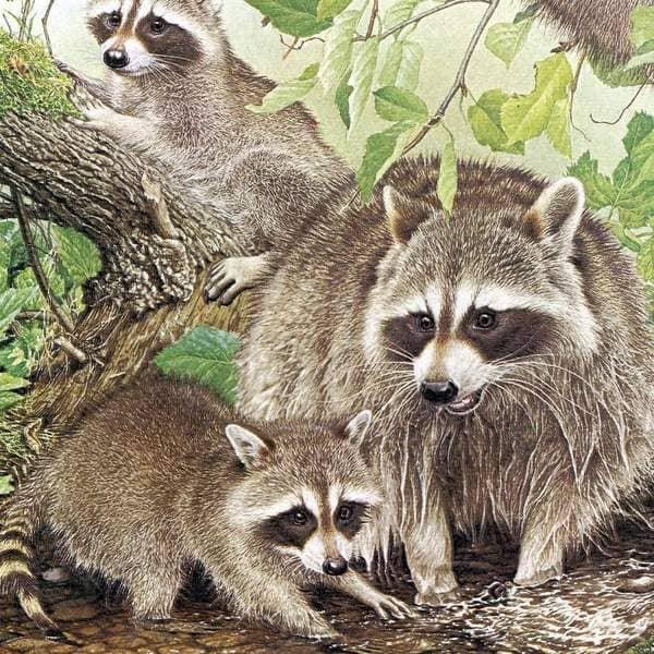 Raccoon Family - Tote Bag | Artwork by Glen Loates