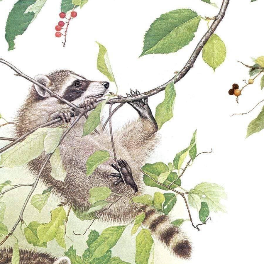 Raccoon Family - Tote Bag | Artwork by Glen Loates