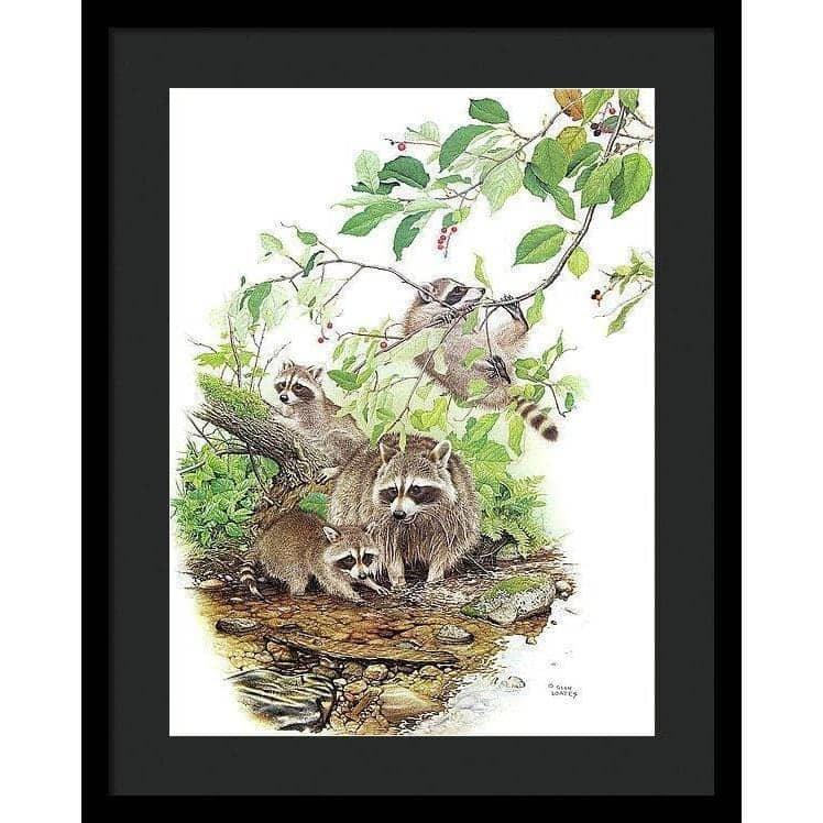 Raccoon Family - Framed Print | Artwork by Glen Loates