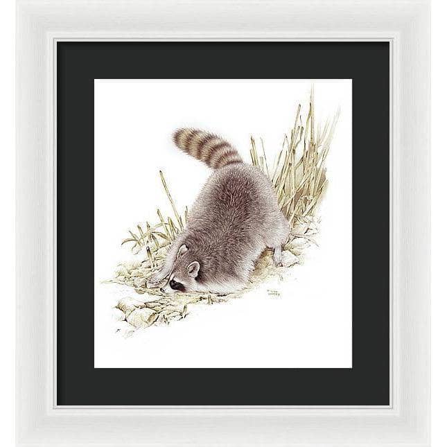 Raccoon - Framed Print | Artwork by Glen Loates