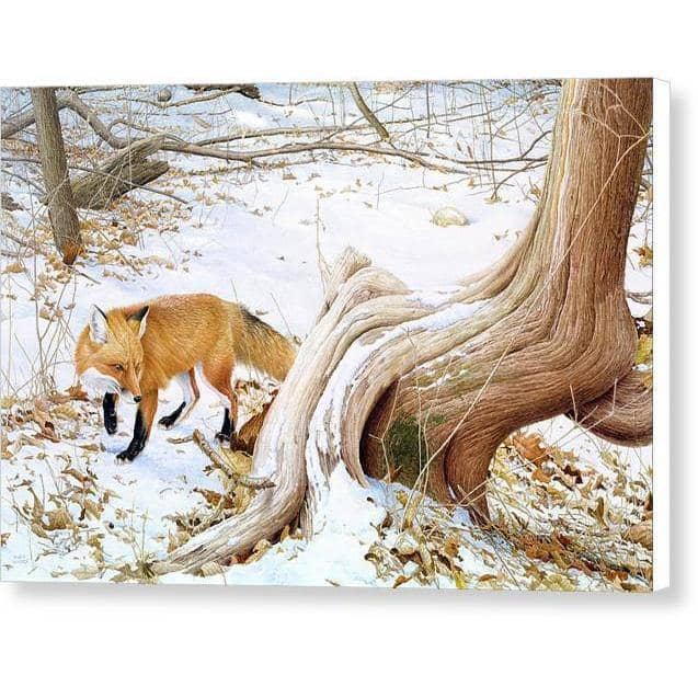 Red Fox and Cedar - Canvas Print | Artwork by Glen Loates